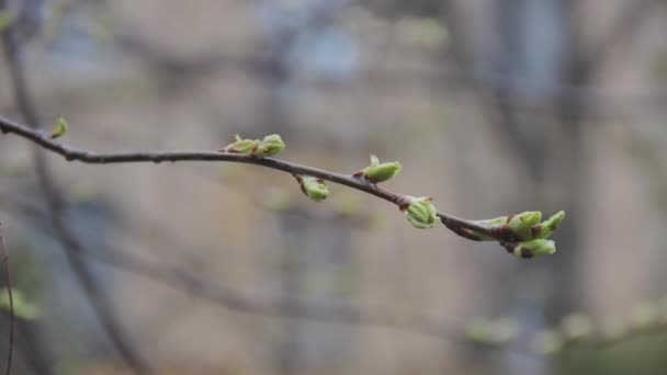 Groene bloeiende hout jonge bladeren gebladerte toppen op een boomtak — Stockvideo