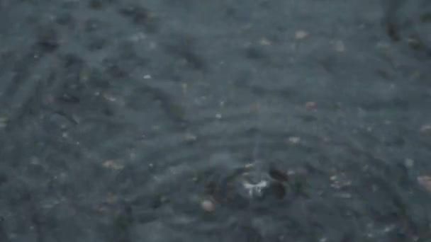 Pöl på trottoaren i regnet. Droppar faller i vattnet — Stockvideo
