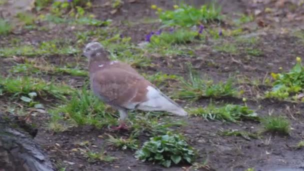 The pigeon is walking on the lawn with grass growing in spring — Stock Video