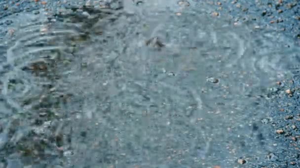 Лужа на тротуаре под дождем. Капли падают в воду — стоковое видео