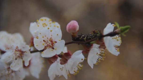 Delicadas flores blancas en el árbol frutal de primavera de cerca en abril — Vídeos de Stock
