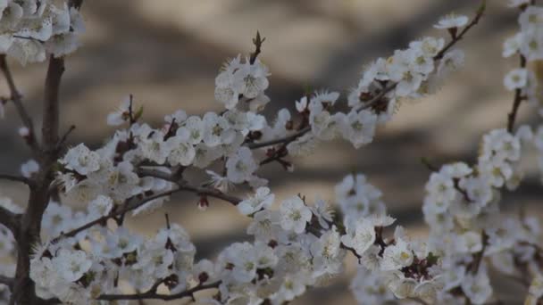 Blommande gren aprikoser i april. Ömtåliga vita blommor — Stockvideo