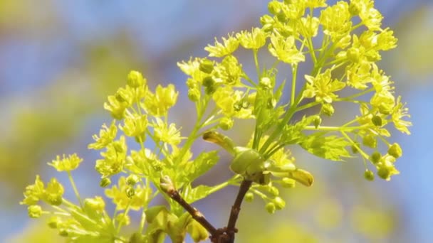 Mladý zelený javor střílet s kvetoucí růžice květin — Stock video