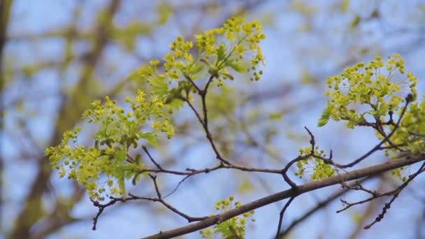 Jonge groene esdoorn shoot met een bloeiende rozet van bloemen — Stockvideo