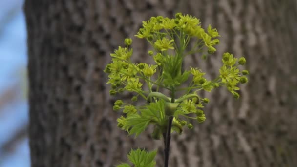 Blommande Norge lönn eller Acer platanoides på vinden — Stockvideo