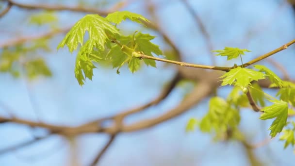 Молодой зеленый клен стрелять с цветущими свежими листьями — стоковое видео