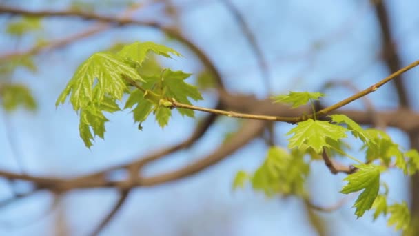 Jonge groene esdoorn shoot met een bloeiende verse bladeren — Stockvideo