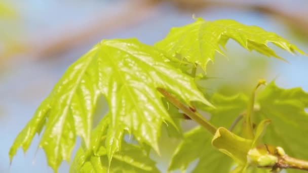 Young green maple shoot with a blooming fresh leaves — 비디오