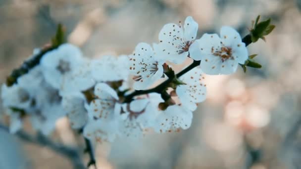 Kvetoucí větev meruňkových stromů. Bokeh. Armeniaca vulgaris — Stock video