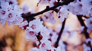 Mavi gökyüzünde Kayısı ağacının çiçeklenme dalı. Ermenistan vulgaris