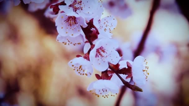 Rama floreciente de albaricoque en el cielo azul. Armeniaca vulgaris — Vídeos de Stock