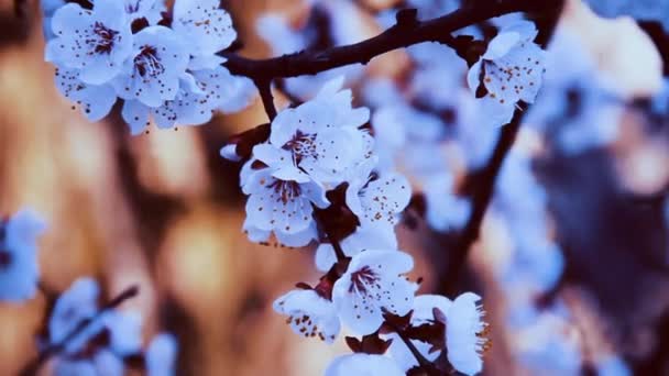 Blühender Zweig eines Aprikosenbaumes am blauen Himmel. Armeniaca vulgaris — Stockvideo