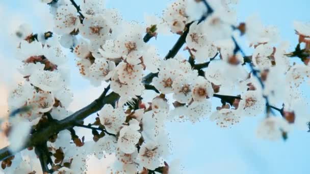 Blooming branch of Apricot tree on blue sky. Armeniaca vulgaris — Stock Video