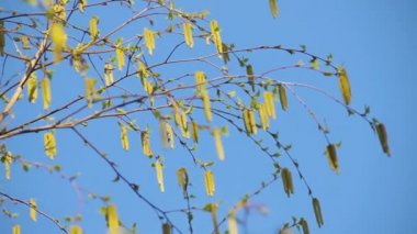 Taze huş ağaçları çiçek açan bir ağaçta toplanır betula pendula