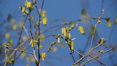 Taze huş ağaçları çiçek açan bir ağaçta toplanır betula pendula