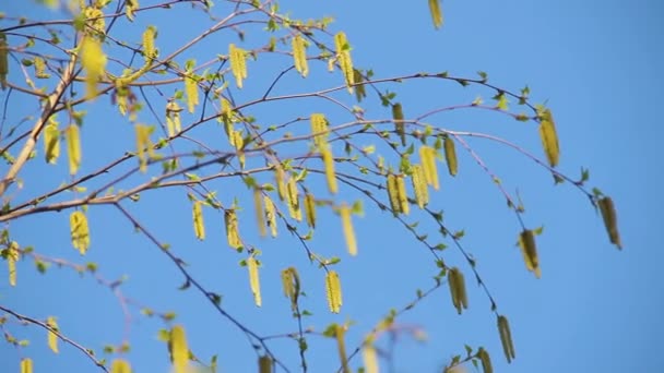 Young fresh birch catkins on a blossoming tree betula pendula — 비디오