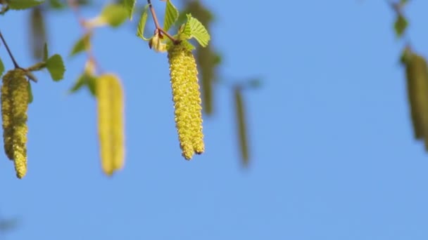 Young fresh birch catkins on a blossoming tree betula pendula — 비디오