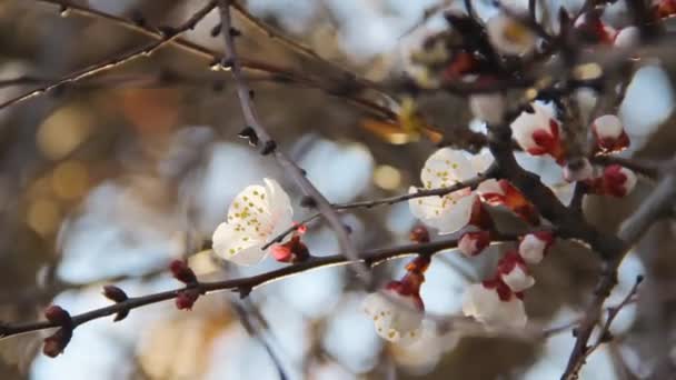 Kayısı ağacının güzel bahar dalı çiçek açmış. Nisan çiçekleri — Stok video