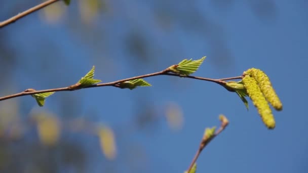 Νεαρός φρέσκος σημύδας γατόπαρδος σε ένα ανθισμένο δέντρο betula pendula — Αρχείο Βίντεο