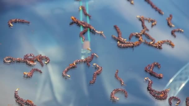 Auto windshield covered with alder earrings catkins close up — Stock Video