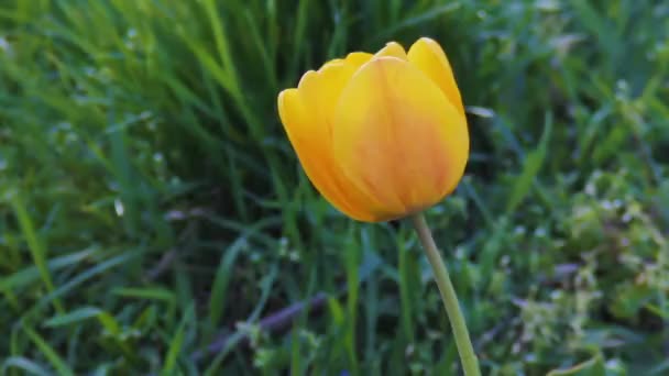 Tulipán amarillo sobre un fondo de hierba verde en primavera — Vídeos de Stock