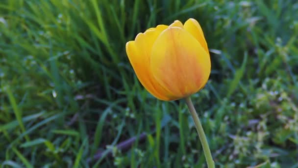 Tulipán Amarillo Sobre Fondo Hierba Verde Primavera — Vídeos de Stock