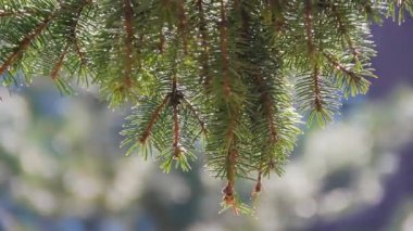 Güneşin yaktığı bir çam Dalı rüzgarda sallar. Close.