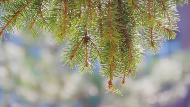 太陽に照らされた松の枝が風に揺れる。クローズ アップ. — ストック動画