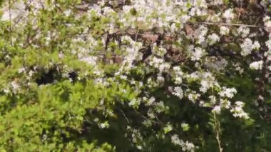 Nisan ayında kiraz erik ve elma ağacı blooming. Dalları sallar