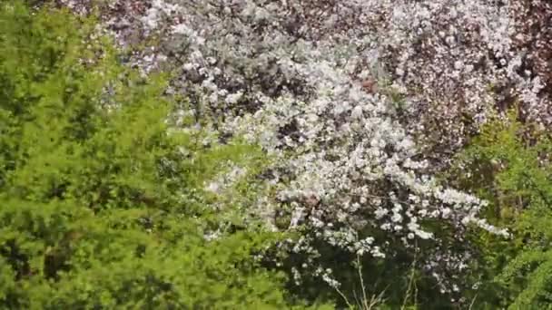Blommande körsbär plommon och äppelträd i april. Grenar gungning — Stockvideo