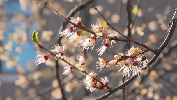 Zweig mit weißen Blüten im zeitigen Frühling bedeckt. Obstbaum — Stockvideo