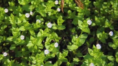 Chickweed bitki veya Stellaria medya Çiçekli bitki