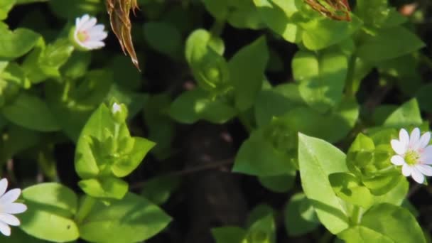 Bloeiende plant van Chickweed kruid of Stellaria media — Stockvideo