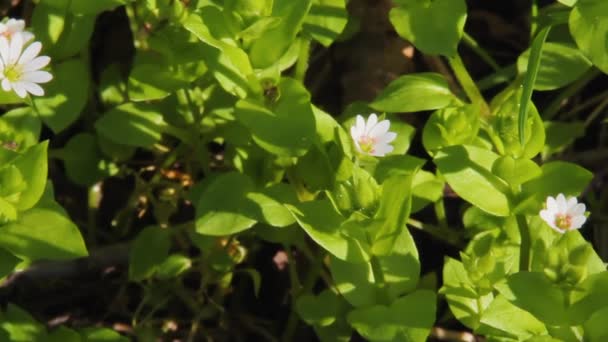 Planta florida de erva de galinha ou meios Stellaria — Vídeo de Stock