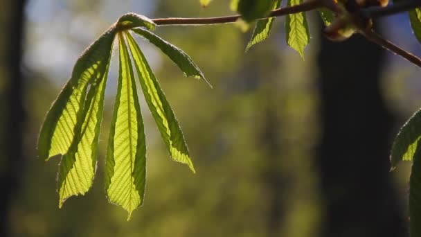 Folhas jovens frescas de um castanho em um vislumbre em raios do pôr-do-sol — Vídeo de Stock