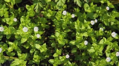 Chickweed bitki veya Stellaria medya Çiçekli bitki