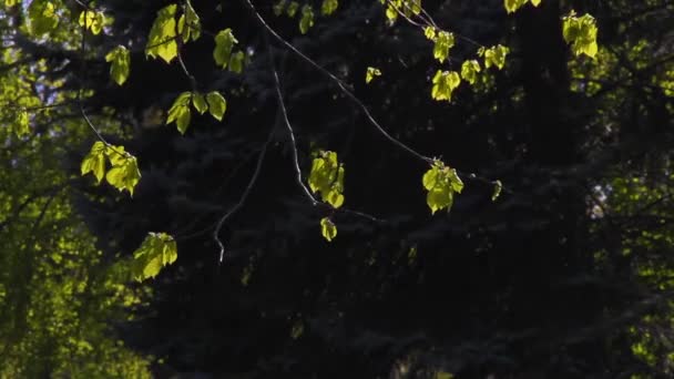 Branches of linden or Lime tree with just appeared fresh leaves — Stock Video