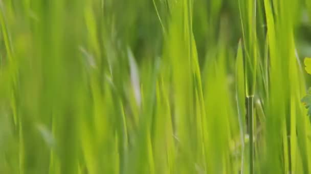 Macro shot di erba fresca verde giovane. Girato da un angolo basso — Video Stock