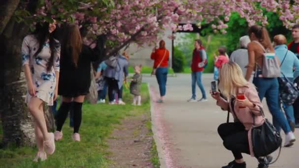 Přítelkyně studentky uspořádala fotoalbum v kvetoucí sakury — Stock video