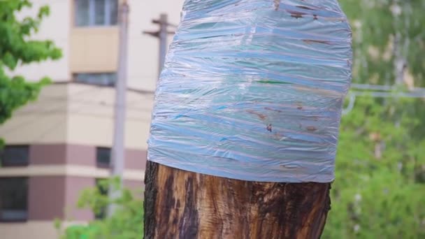 Acer árbol en la calle con banda de barrera de trampa de insectos aplicada — Vídeo de stock