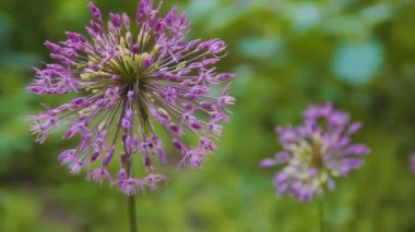 Allium cepa çiçek açıyor. Blooming soğan mor kabarık çiçek