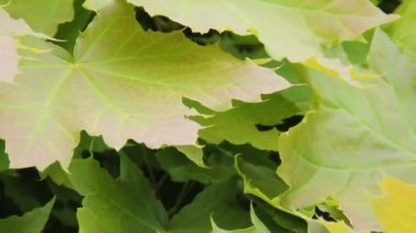 Acer platanoides. Akçaağaç ağacı ilkbaharda yakın yaprakları