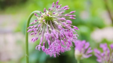 Allium cepa çiçek açıyor. Blooming soğan mor kabarık çiçek