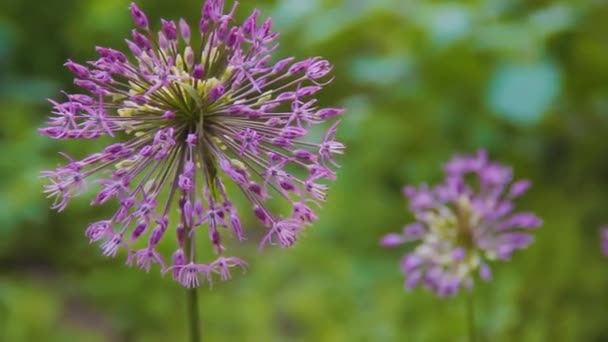 Allium cepa floreciendo. Flor de cebolla violeta flor esponjosa — Vídeo de stock