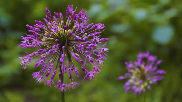 Allium cepa florissant. Oignon fleuri violet fleur duveteuse — Video