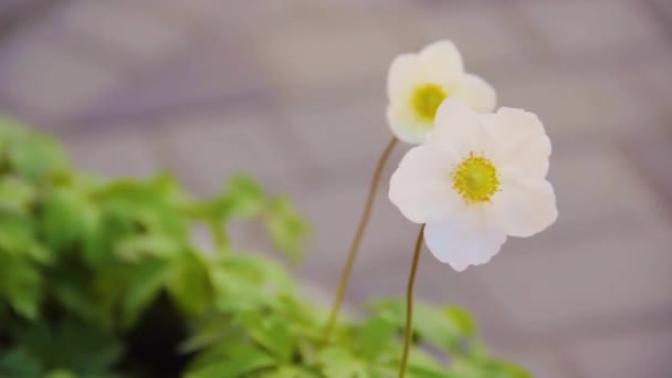 Narcissus blomma på en stad flowerbed. Vit delikat blomma Hove — Stockvideo