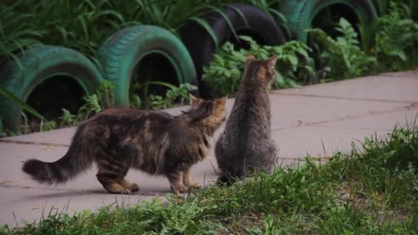 City cats walk along the path in the yard. Homeless animals — Stock Video