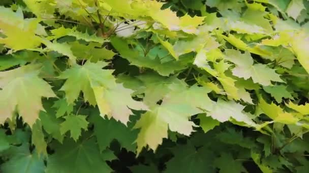 Acer platanoides. Maple tree leaves close up in springtime — Stock Video