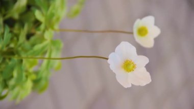 Beyaz narin çiçek rüzgarda süzülüyor. Dikey video biçimi