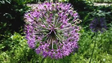 Allium cepa çiçek li arı. Çiçek açan soğan soğan.